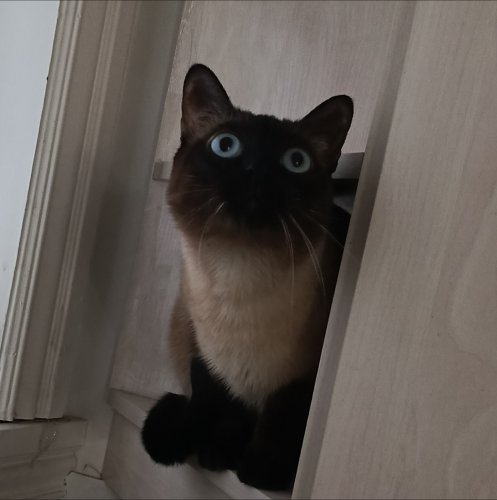 Аватар пользователя